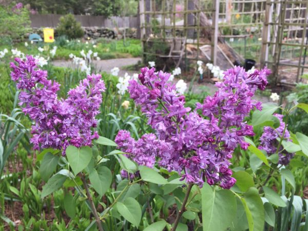 "Royal Purple" Lilac with Poet's Narcissus