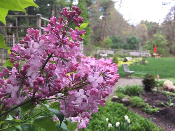 Maiden's Blush Lilac, Wheelchair-accessible at the Joe Mac Lilac Line