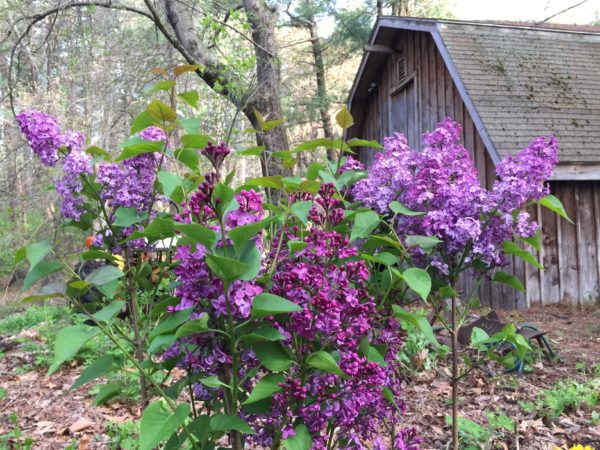 Pocahontas Lilac