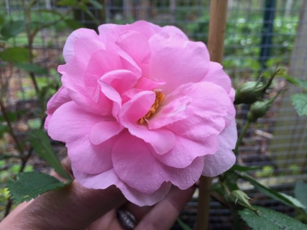 John Davis Hardy Canadian Rose