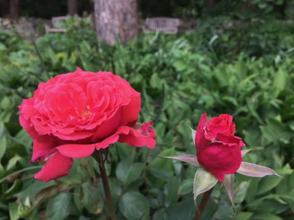 "Fragrant Cloud" Hybrid Tea Rose, wheelchair-accessible