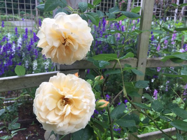 Accessible Roses & Kitchen Garden, July 8, 2017