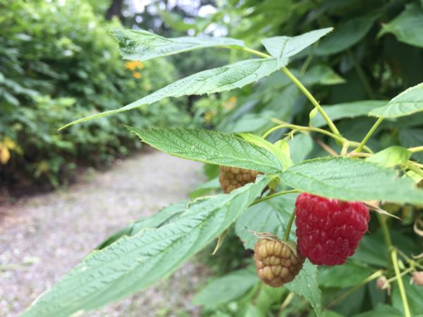 Wheelchair-accessible Red Raspberries Ripen