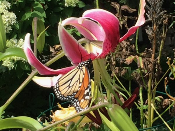 Monarch Butterfly Enjoys Stargazer Lily