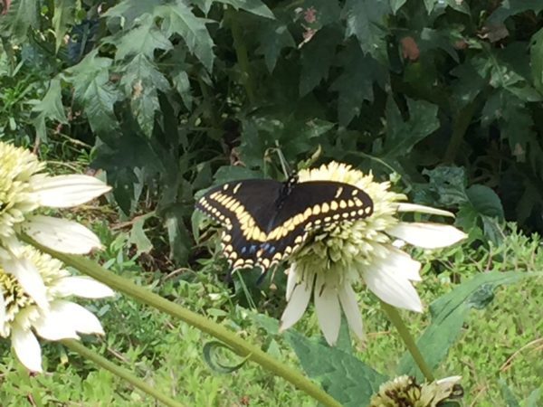 Black & Yellow Butterfly Enjoys a Coneflower