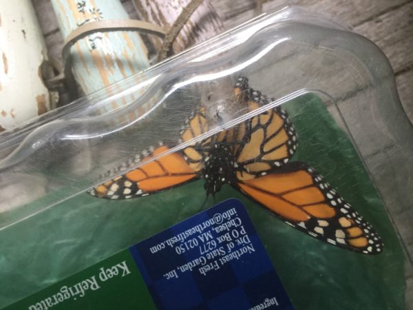 Monarch Butterly Hatches