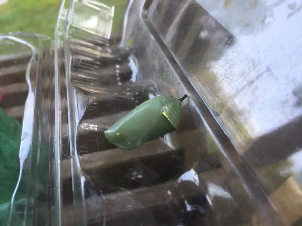 Monarch Butterfly Chrysalis