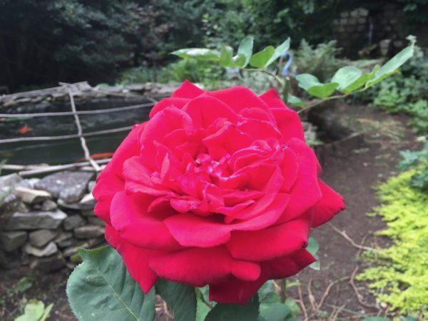 "Proud Land" Rose in Bloom, at the Koi Pond