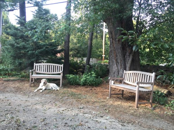 Miss Honey with Two Benches (Replaced One Pine Log)
