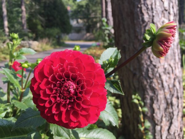 Cardinal Red Dahlia