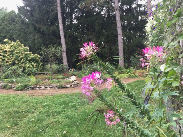 Cleome Brighten Up the Fall Garden