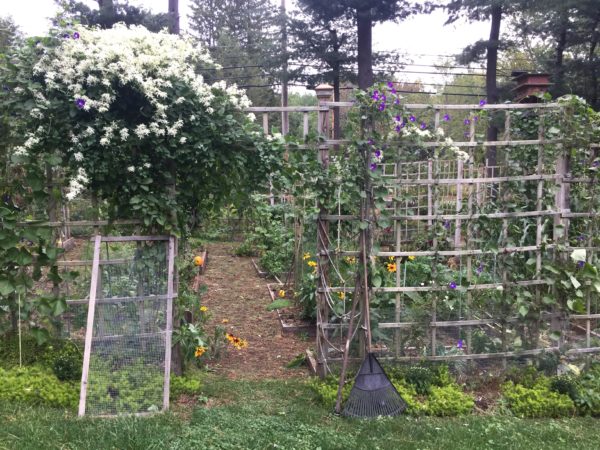 Autumn Clematis in Full Bloom