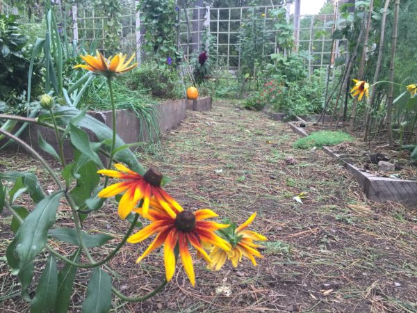 Kitchen Garden Yield One Pumpkin Only!
