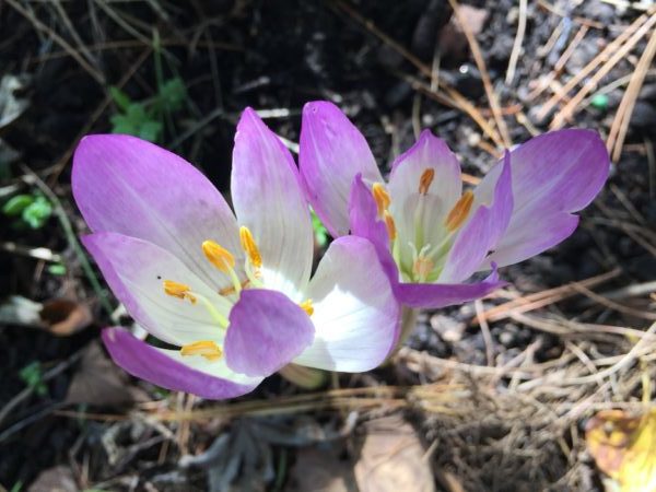 Fall Blooming Crocus