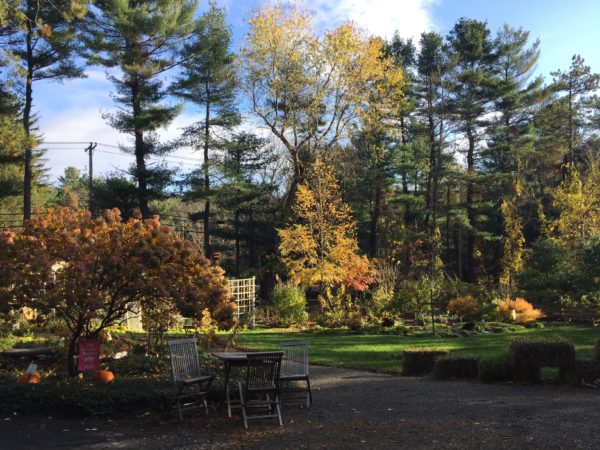 Dawn Illumines Fall Foliage in Our Garden
