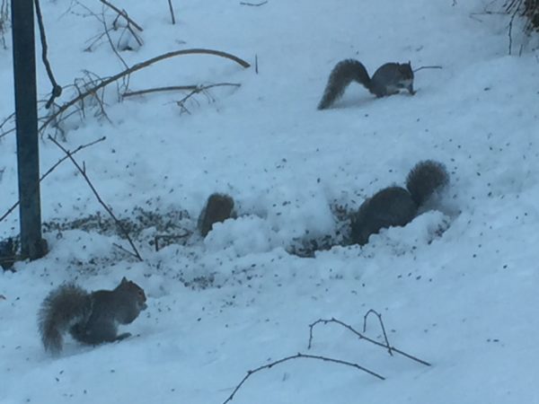 6 Squirrels Enjoy Sunflower Seeds