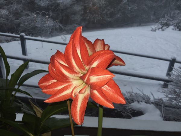 Red Double Amaryllis
