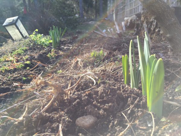 Daffodils are 4" Up and On the Way!