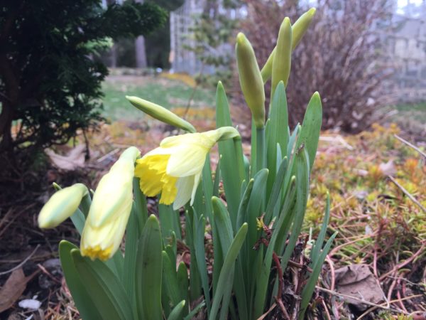 Narcissus Topolino