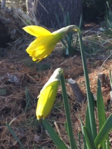 Yellow Trumpet Daffodil