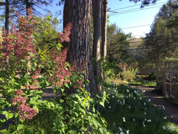 Lilac Line, Cut Flower Garden