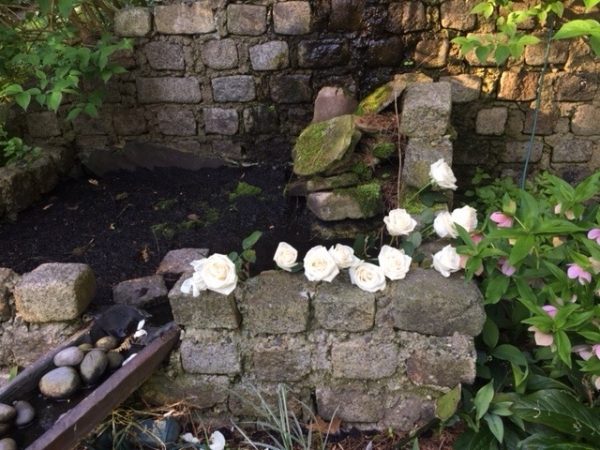 Koi Pond Keeps Growing Roses Hydrated