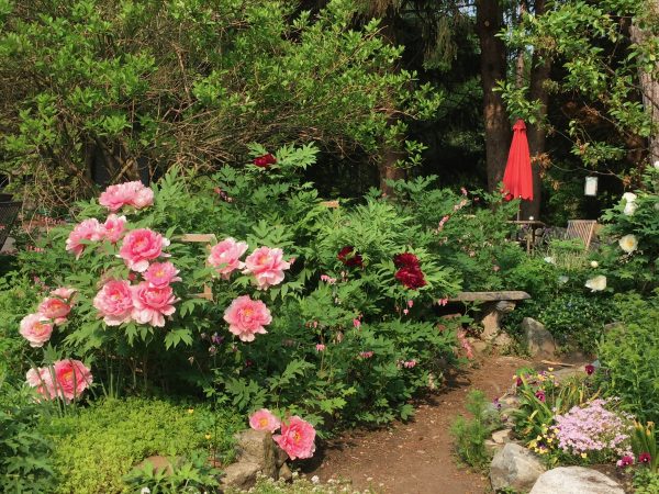 Tree Peonies, Pink, Red & White