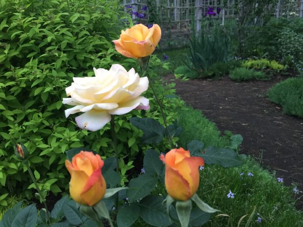 "Gold Medal" Rose