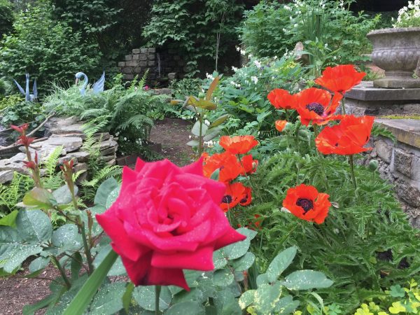 Smell the Roses! 40 of 80 rose plants are wheelchair-accessible.