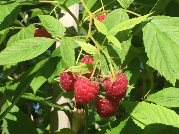 Raspberries are Ripe and Ready to Pick