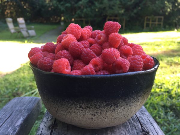 Raspberries are Ripe Now!