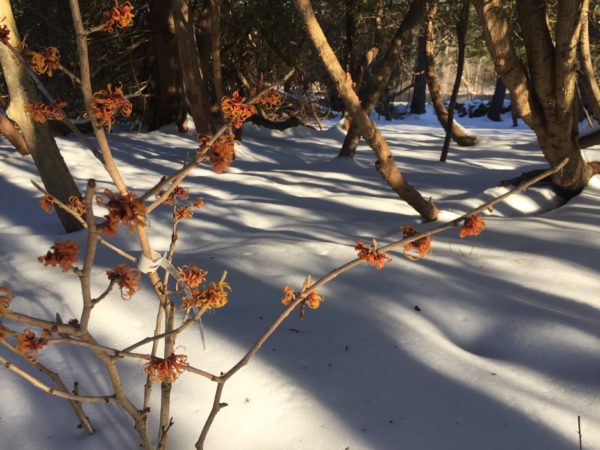 Witch Hazel Shrub (Orange Color)