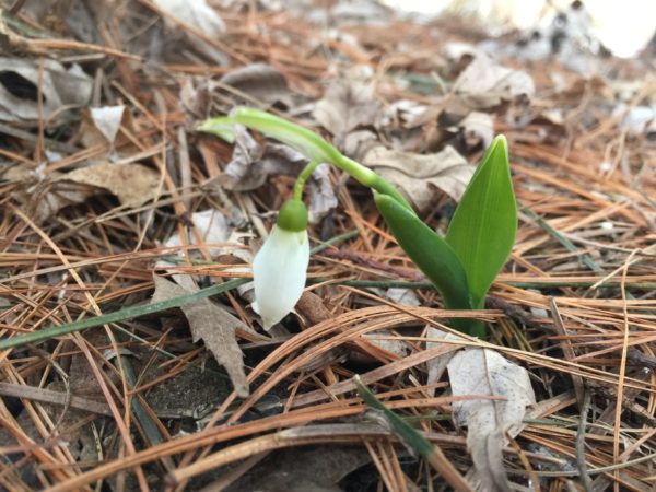 First Snowdrop 2019 Blooms along Orchard Ave.