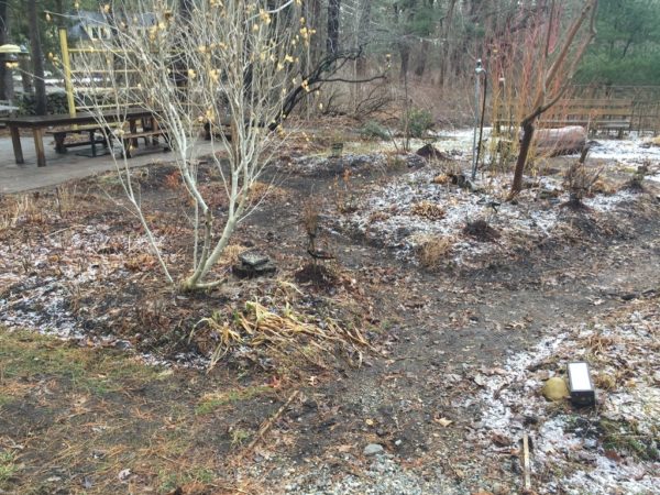 Ornamental Tree and Shrub Garden