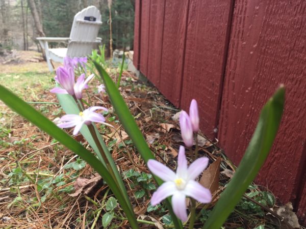 Chionodoxa "Pink Giant" Flowers at the Caretaker's Cottage