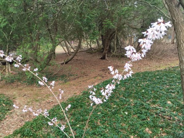 Korean Forsythia in the Secret Garden