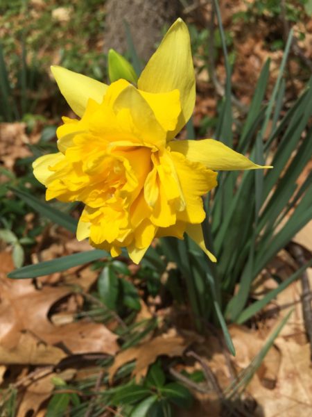 Double Daffodil "Van Sion" Introduced 1620!