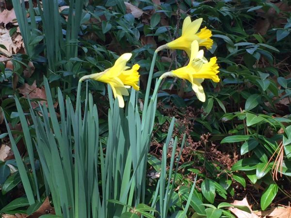 Wild Daffodil "Pseudonarcissus" Grows on the Woodland Trail