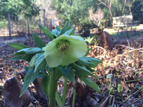 Hellebore (Lenten Rose) at the Pear Tree Patio