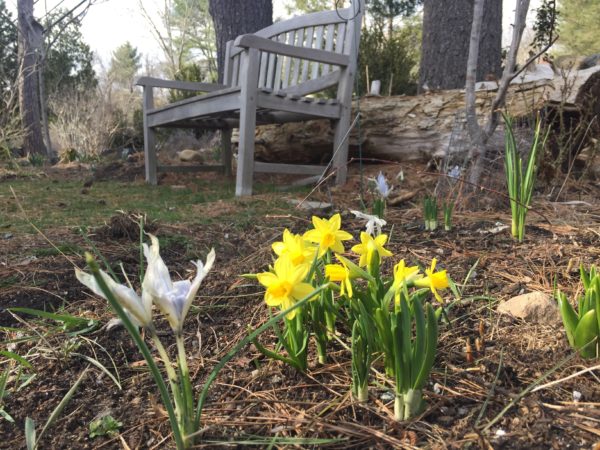 Tete a Tete Daffodils Bloom along Orchard Ave.