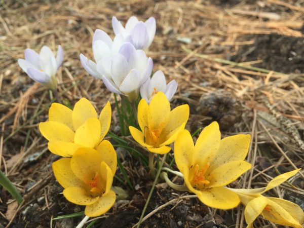Crocuses Bloom Along Orchard Ave.