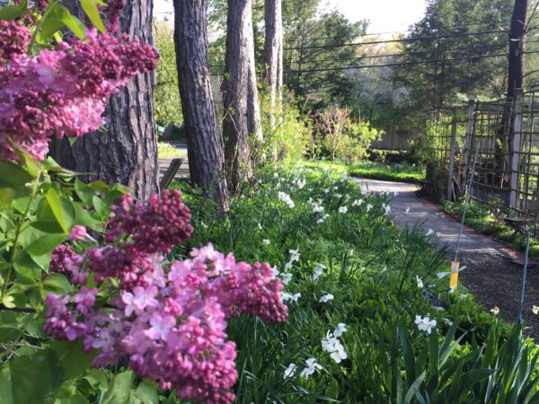 Maiden's Blush Pink Lilac