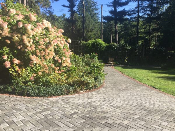 Newly Paved Entrance to 0.1 mi Wheelchair-Access Loop, with'Limelight' Hydrangea