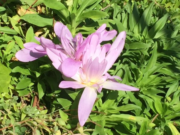 Fall-Blooming Crocus, Lilac Color