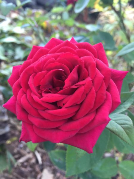 Red Rose in Full Bloom is 1 of 100 Wheelchair-Accessible Roses at Rest.Stop.Ranch in Topsfield, MA USA
