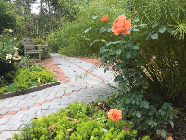 Roses 'At Last,' 'Gourmet Popcorn,' and 'Julia Child' still blooming in Oct