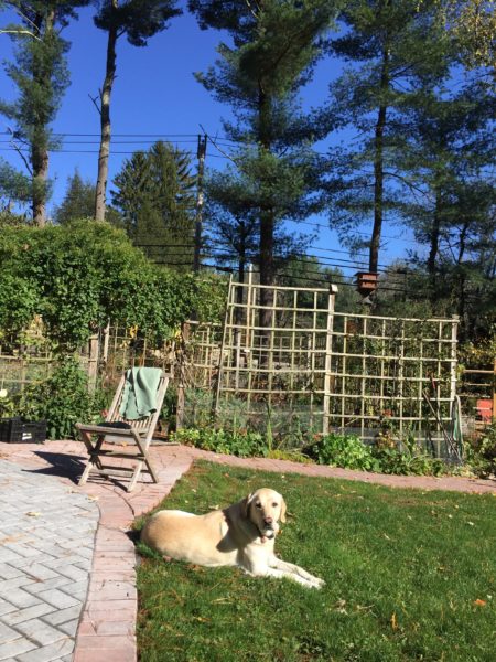 Miss Honey Enjoys the Sun