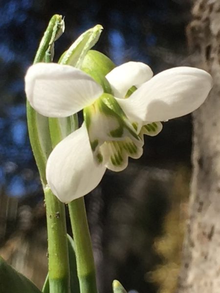 Snowdrop Flower Bloom