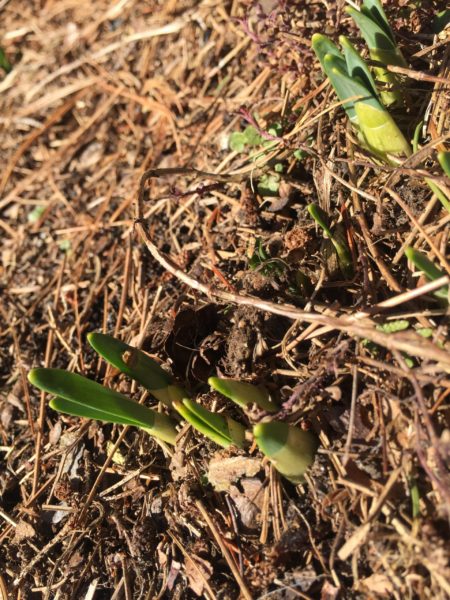 Daff Tips Emerging in February