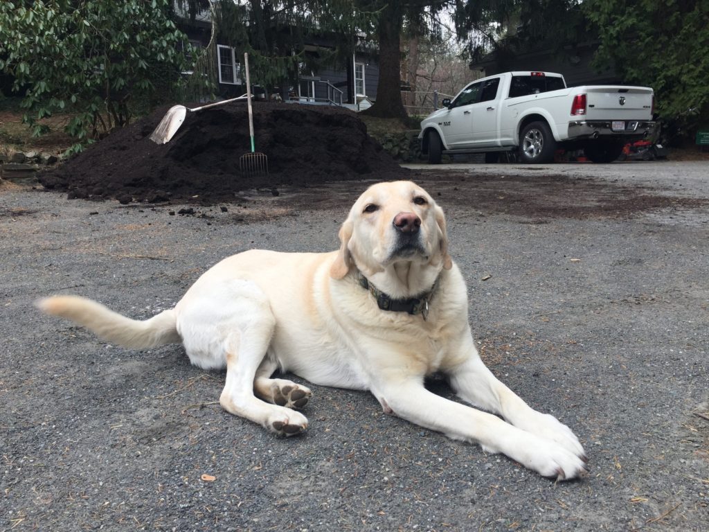 Miss Honey helps with Compost Pile